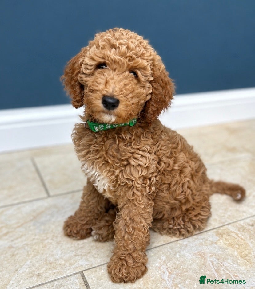 Standard Poodle dogs Last Girl Available - KC Reg Standard Poodle   - Advert 2