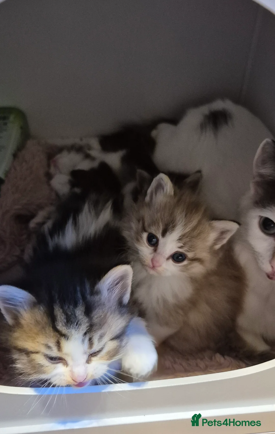 Munchkin cats for sale: Munchkin × British Longhair  - Advert 2