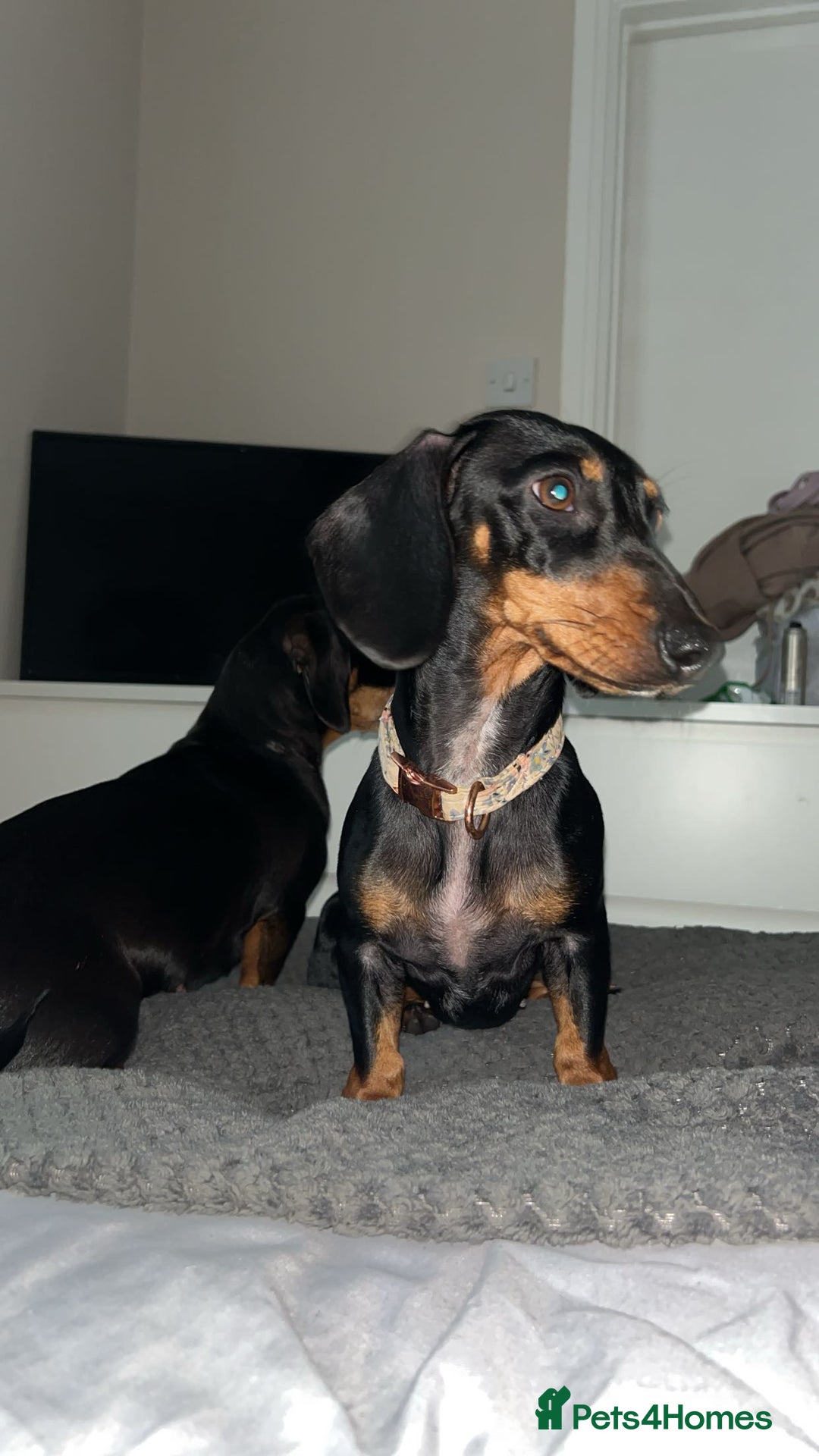 Miniature Dachshund dogs for sale: miniature dachshund  - Advert 2