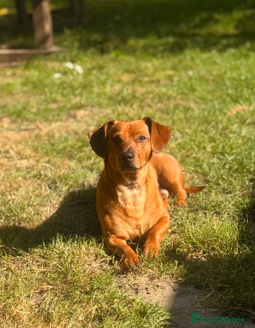 Mixed Breed dogs for stud: 4 year old Whisky, Jackshund mix. - Advert 4