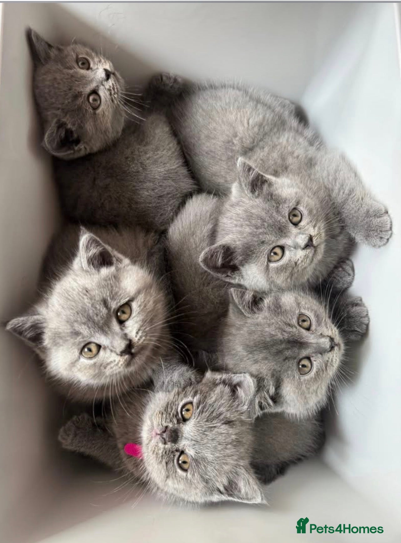 British Shorthair cats Chubby British Shorthair kitten  - Advert 2