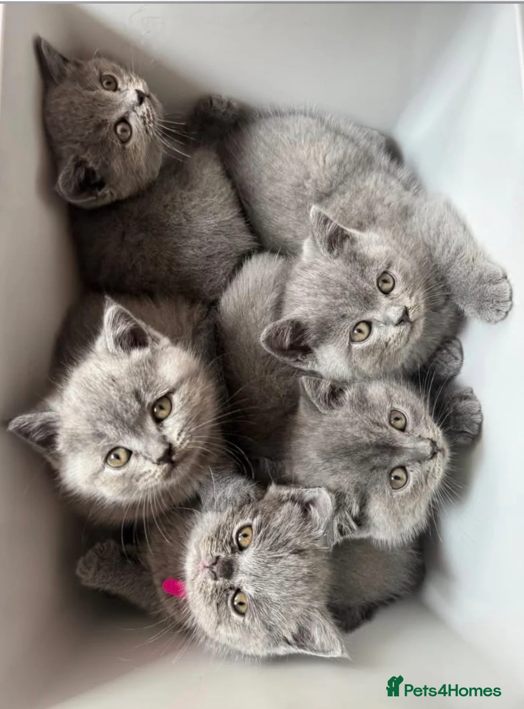 British Shorthair cats for sale: Chubby British Shorthair kitten  - Advert 2