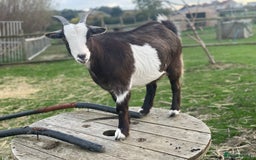 Goats livestock for sale: Small goat herd - Image 12