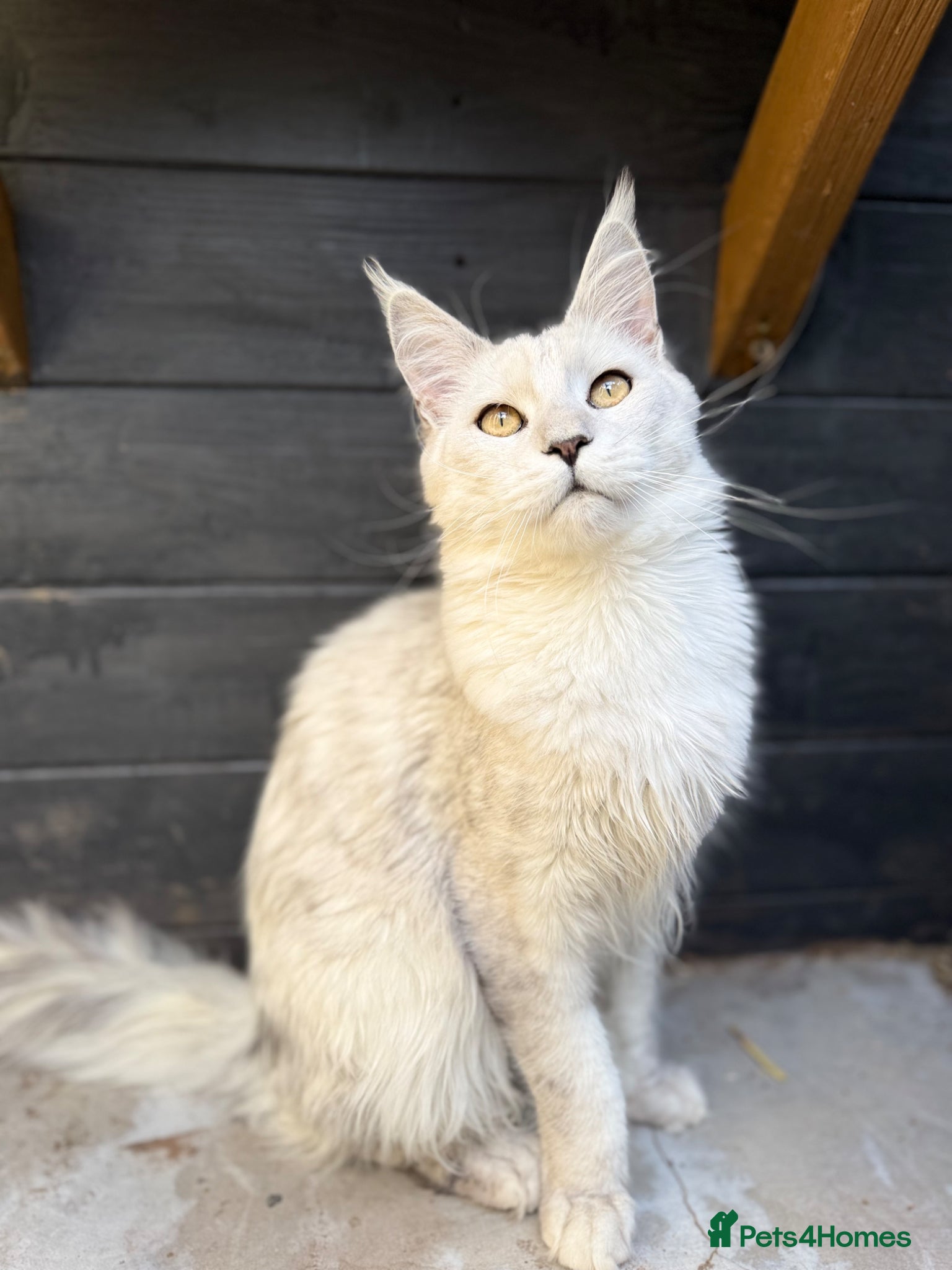 Maine Coon cats TICA Russian black silver shaded for stud  - Advert 16