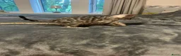 Bengal cats for sale: Meet Aspen A Icy-Silver Bengal GCCF registered✨ - Advert 3