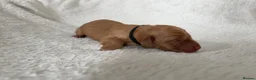 Labrador Retriever dogs for sale: ‼️Gorgeous DARK fox red Labrador puppies‼️ - Advert 15