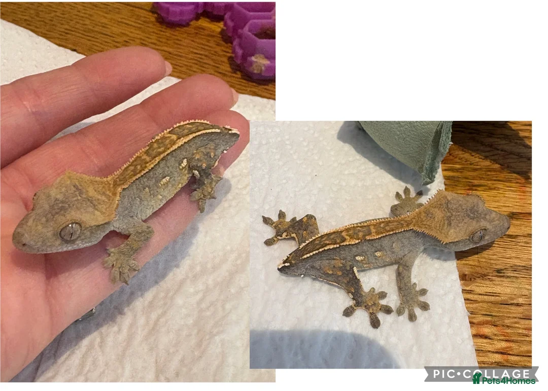 Gecko reptiles for sale: Juvenile Crested Geckos x6  - Advert 5