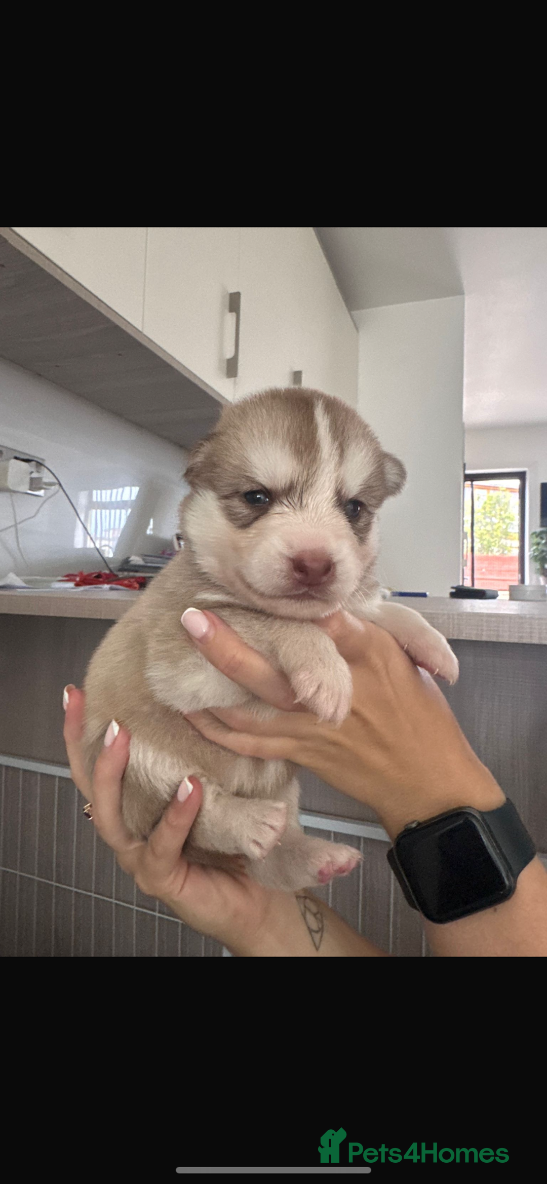 Pomsky dogs for stud: STORM🐾🐺 Champion F2 pomsky for stud  - Image 16