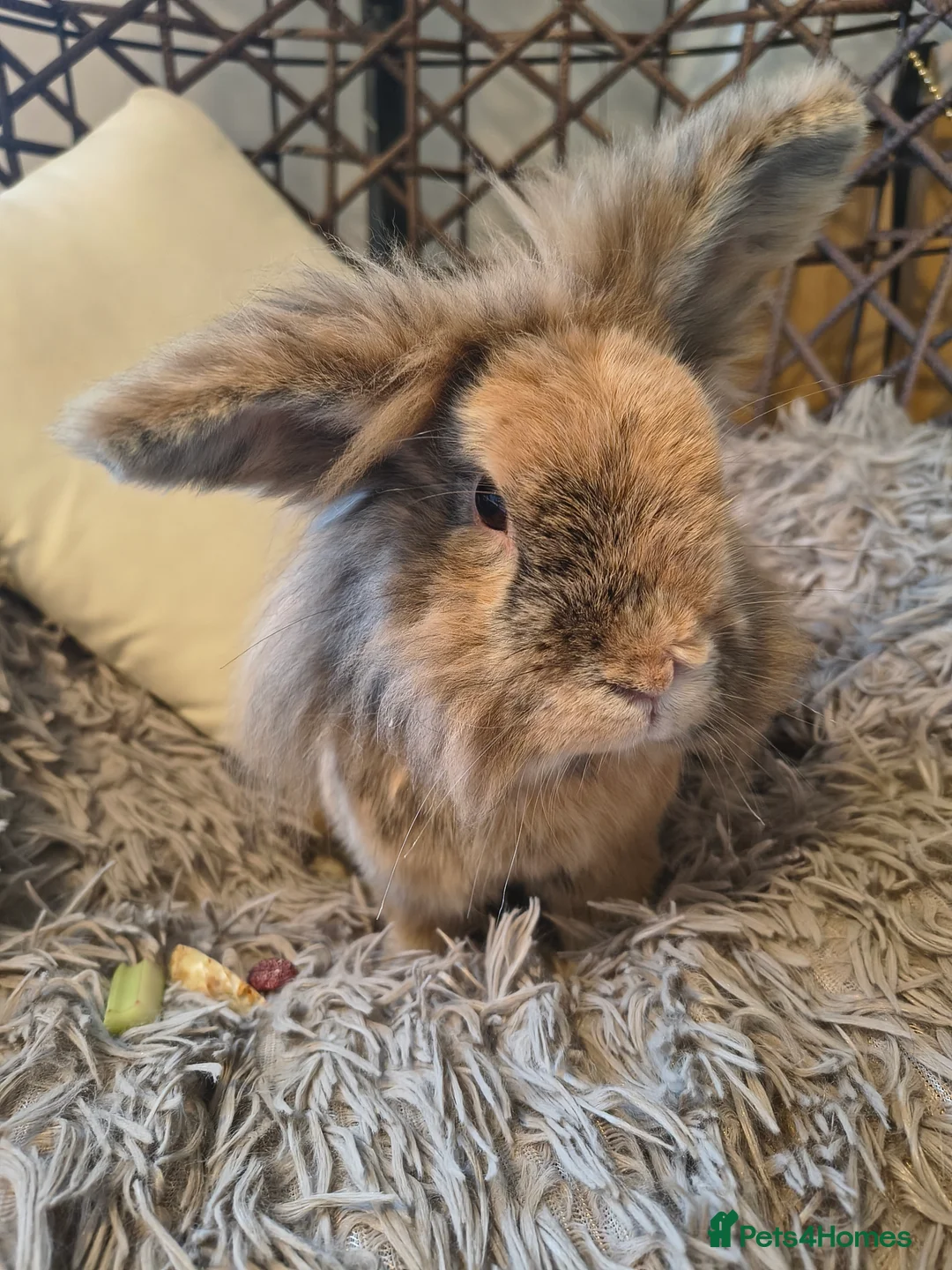 Angora rabbits for sale: We're looking for homes for Stefan and Hiti 🐇🐰💗 - Advert 2