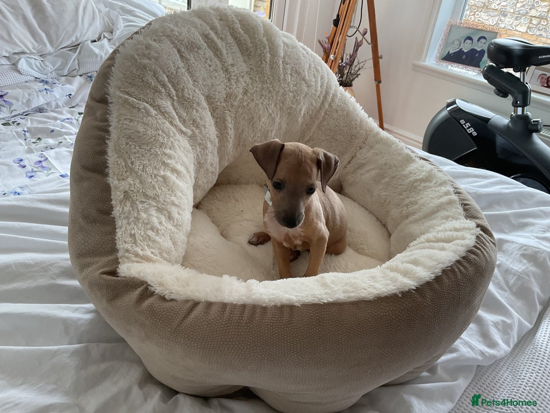 Italian Greyhound dogs for sale:  Beautiful Italian greyhound puppies  - Image 30