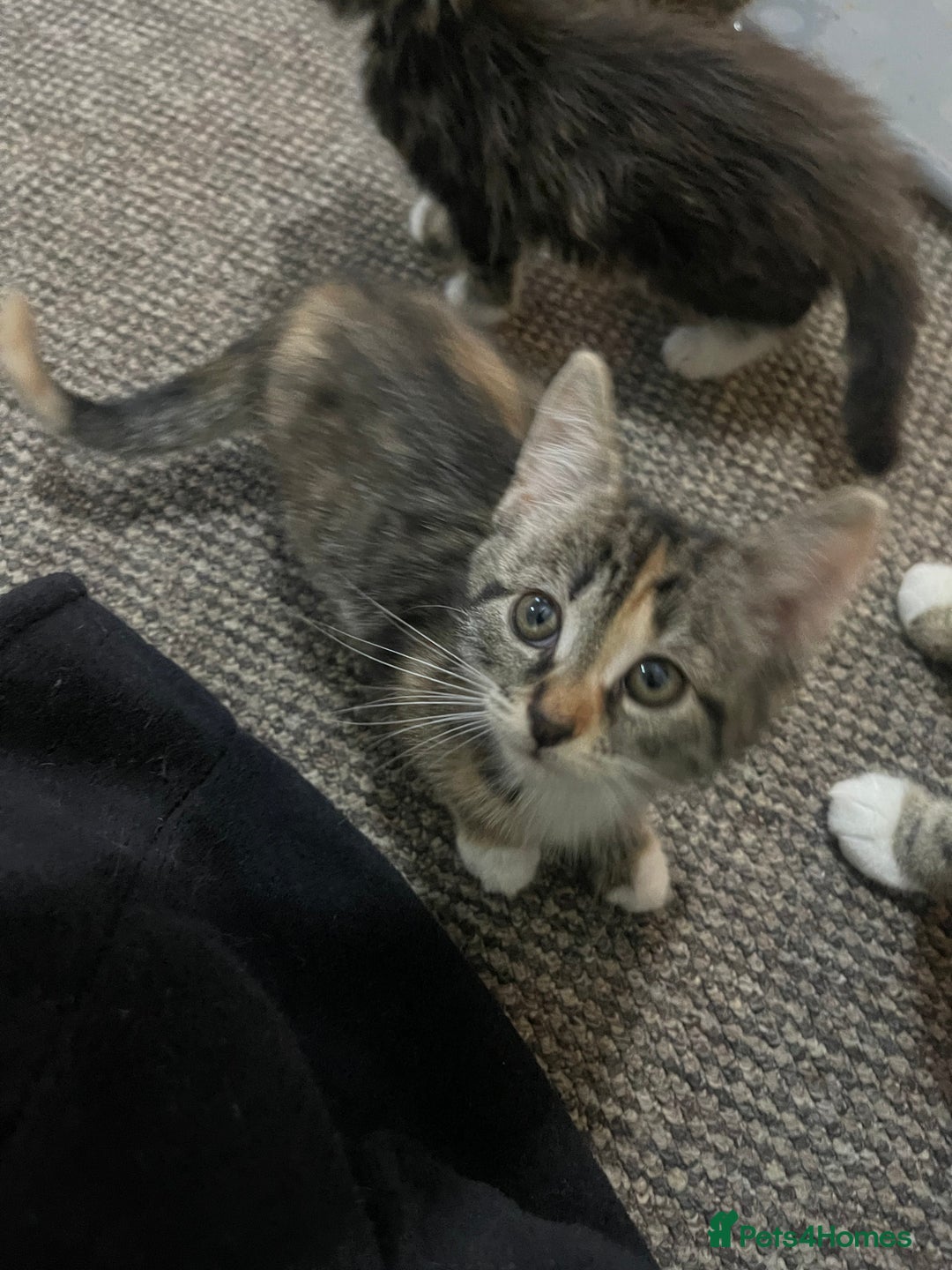 European cats for sale: Adorable kittens for sale  - Image 11