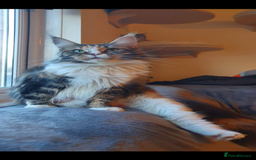 Maine Coon cats for sale: Maine coon girls  - Image 3