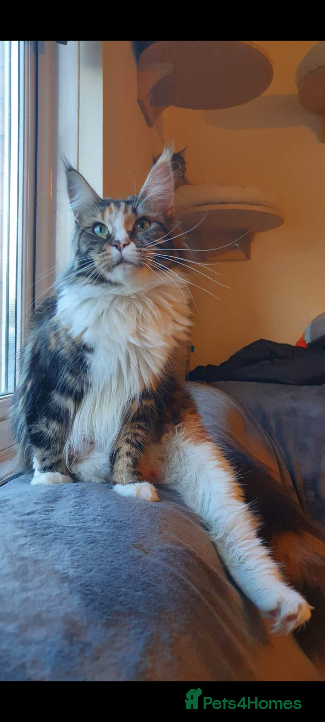 Maine Coon cats for sale: Maine coon girls  - Image 3