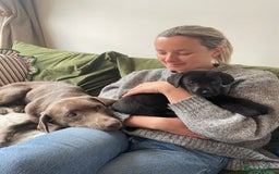 Labrador Retriever dogs for sale:  🐾Gorgeous BLack Labrador Puppies 🐾 - Advert 22