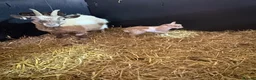 Goats livestock for sale: Gorgeous Pygmy Billy  - Advert 7