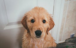Golden Retriever dogs for sale: Ready now Golden Retriever Puppies KC Dad  - Image 21