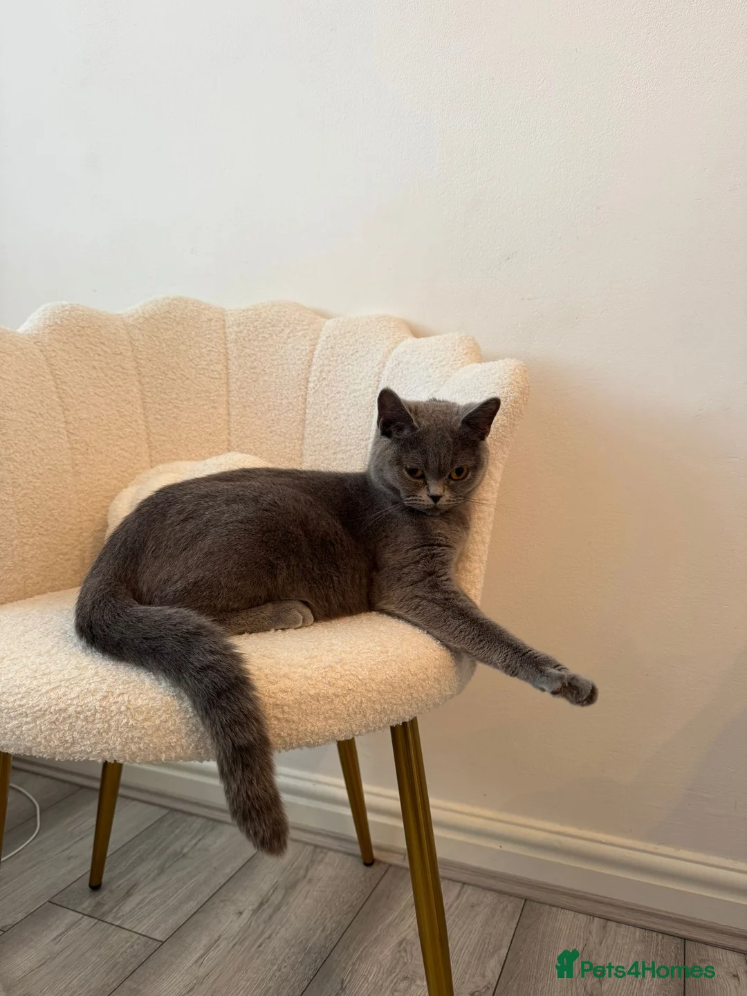 British Shorthair cats for sale: BRITISH SHORTHAIR BLOODLINE PEDIGREE - Advert 2