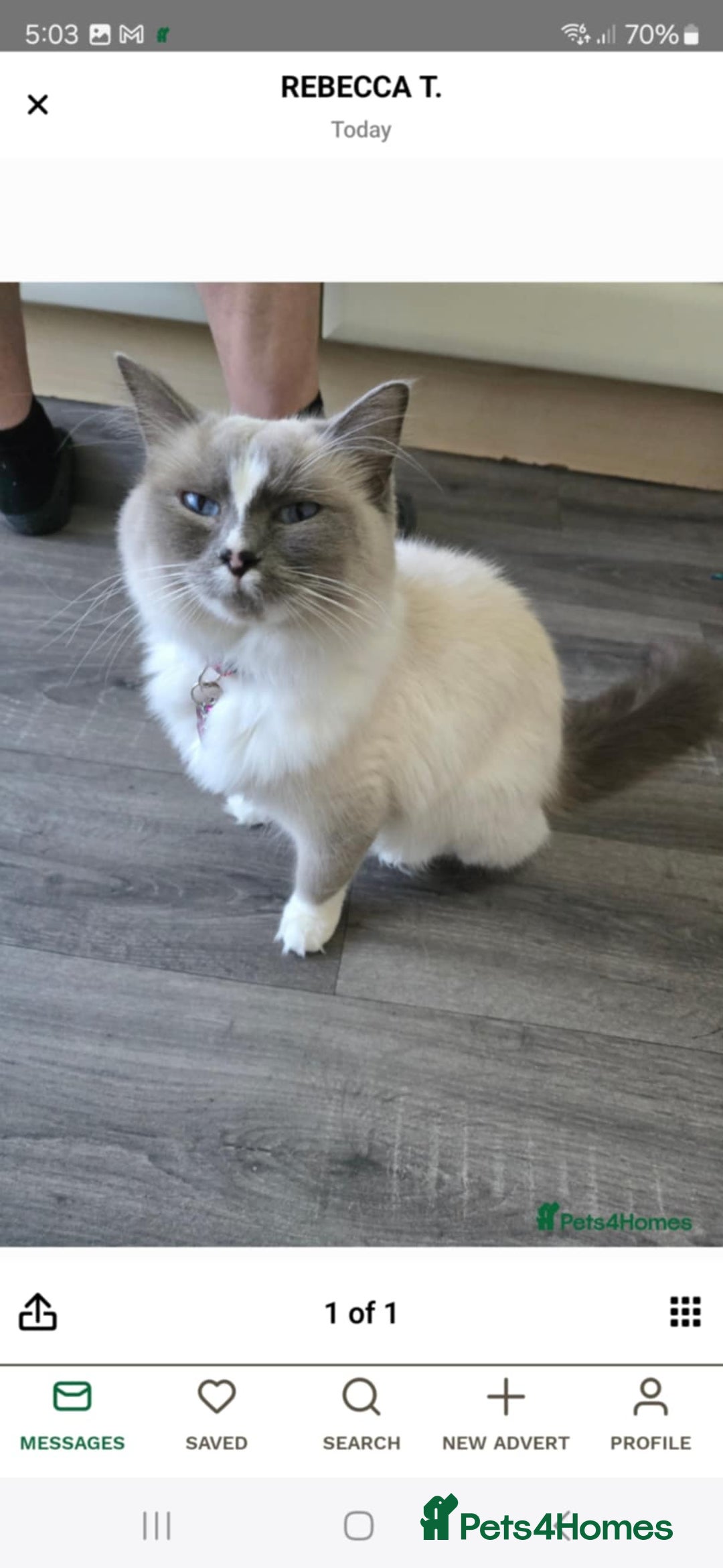 Ragdoll cats for sale: Stunning male ragdoll - Image 8