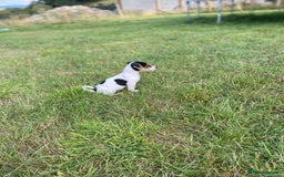 Jack Russell dogs for sale: Short legged smooth coated Jack Russell puppies  - Image 10