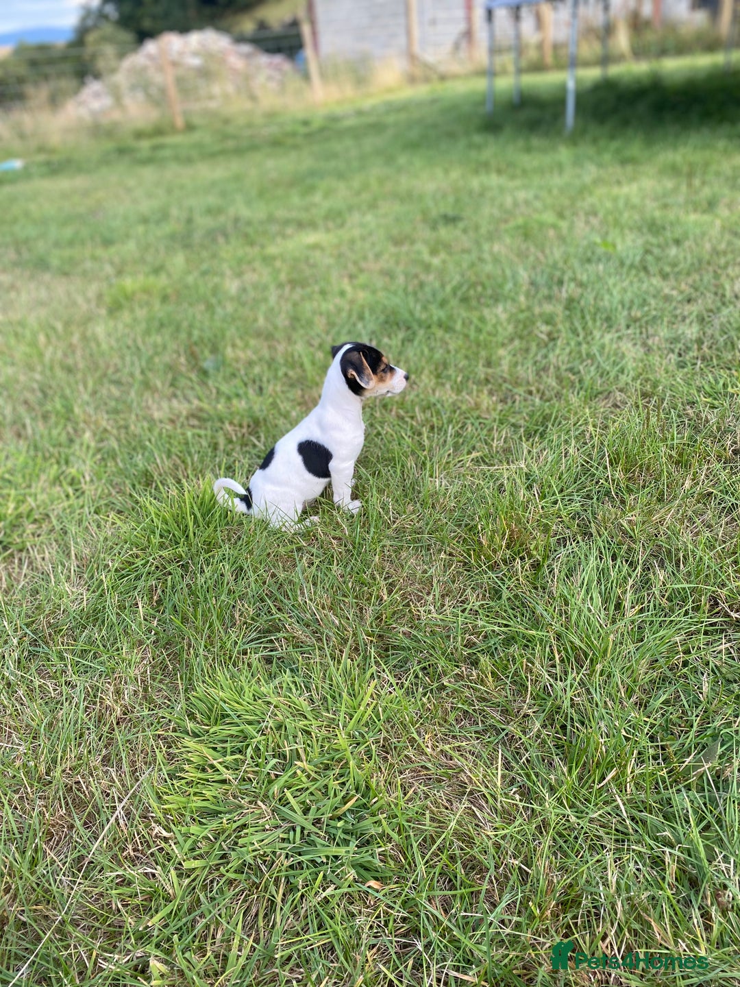 Jack Russell dogs for sale: Short legged smooth coated Jack Russell puppies  - Image 10