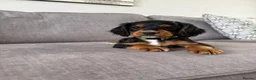 Cocker Spaniel dogs for sale: Beautiful tri coloured cocker spaniel pups   - Advert 29