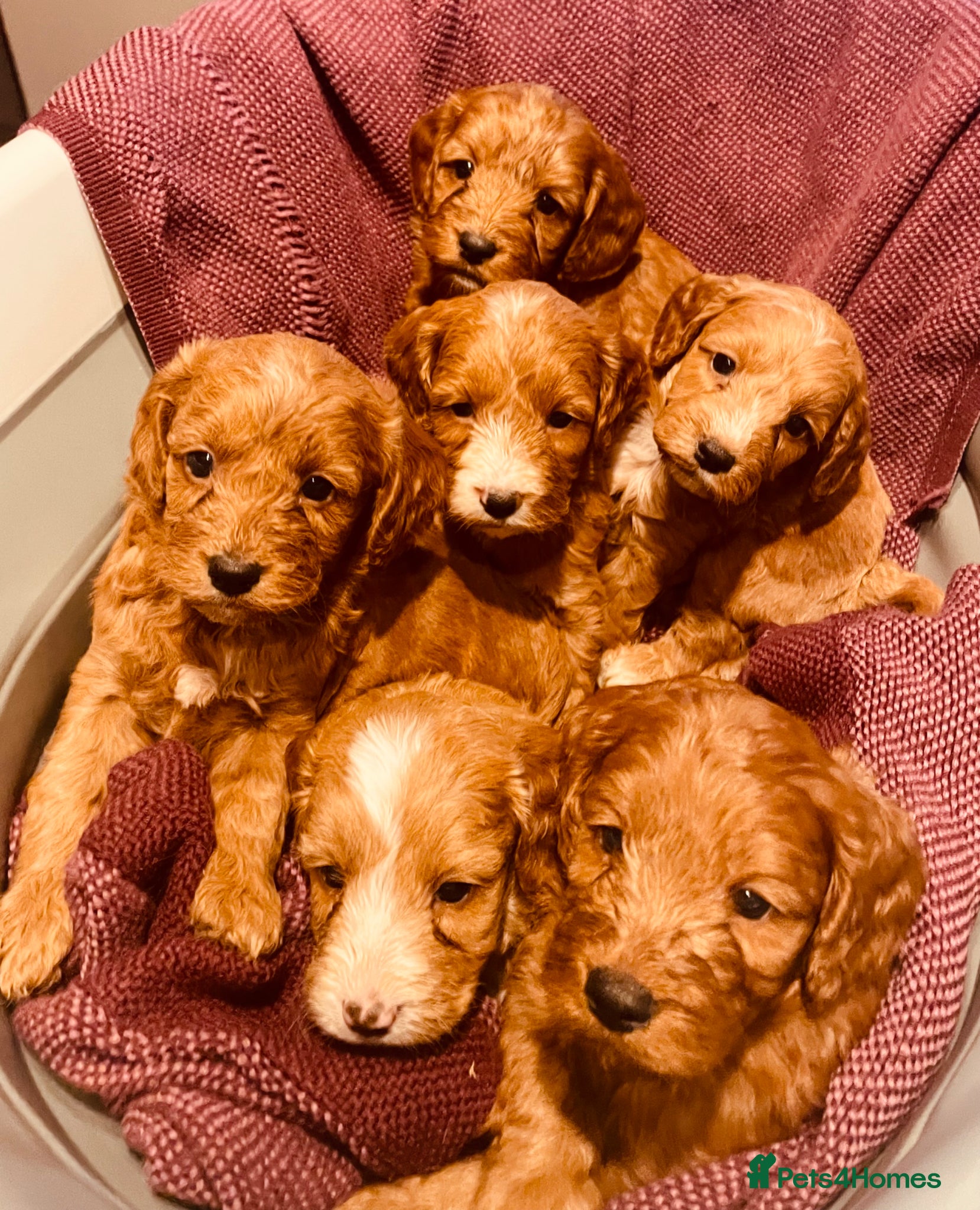 Cockapoo dogs 6 Gorgeous Cockapoo Pups ready for forever homes - Advert 1