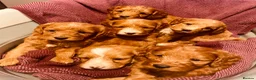 Cockapoo dogs for sale: 6 Gorgeous Cockapoo Pups ready for forever homes - Advert 1