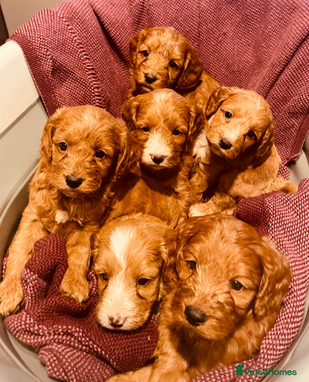 Cockapoo dogs for sale: 6 Gorgeous Cockapoo Pups ready for forever homes - Advert 1