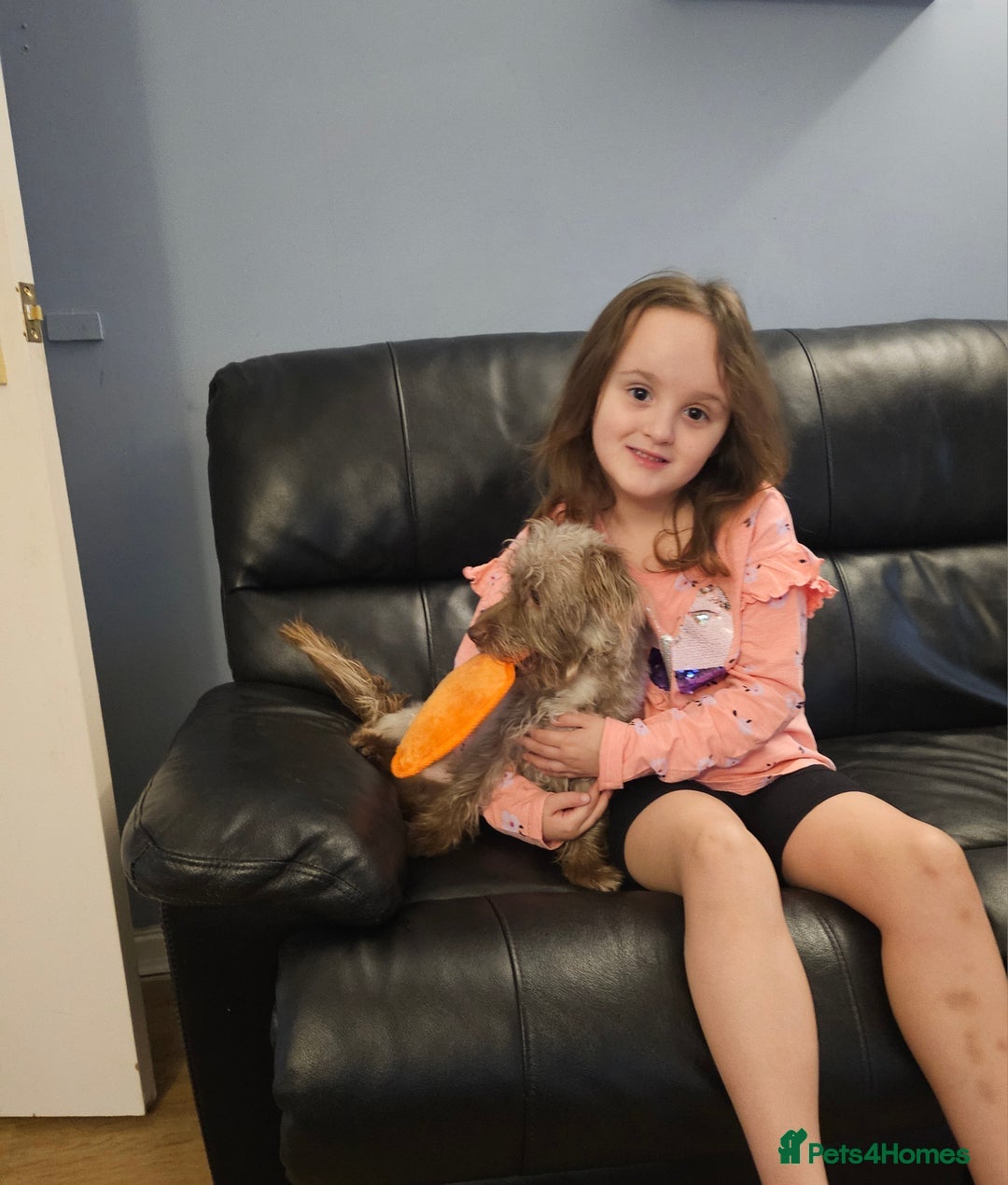 Miniature Dachshund dogs for sale: 2 year old dachshund  - Image 3