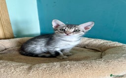 Ocicat cats for sale: Two delightful Blue Ocicat girls - Image 10