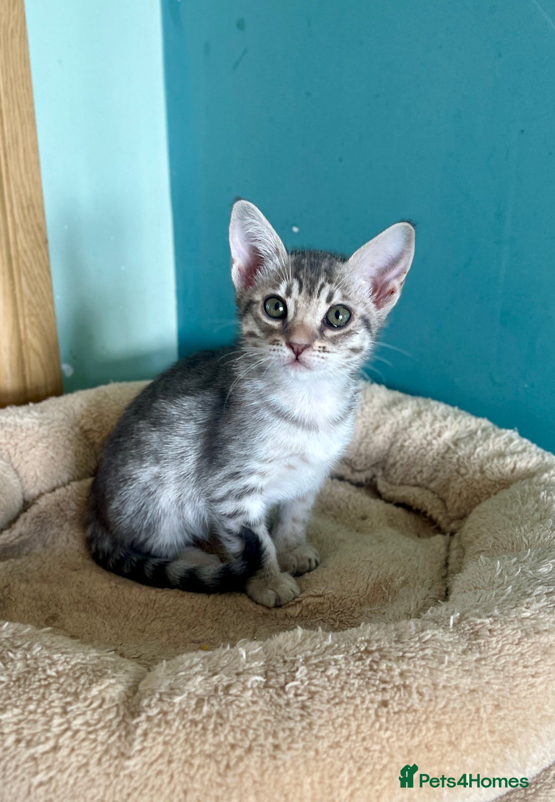 Ocicat cats for sale: Two delightful Blue Ocicat girls - Image 10