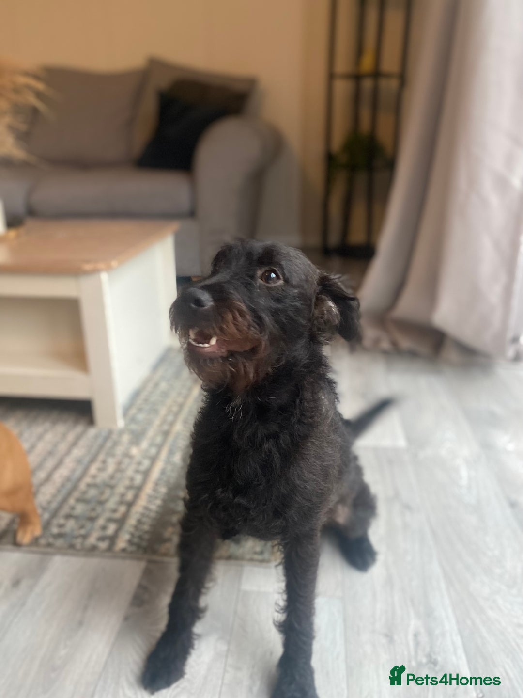 Patterdale Terrier dogs for sale: 8 month old female patterdale terrier - Image 4