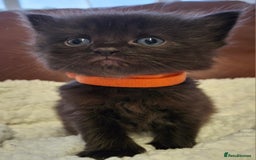 Ragdoll cats for sale: Ragdoll x BSH kittens (individually priced) - Image 16