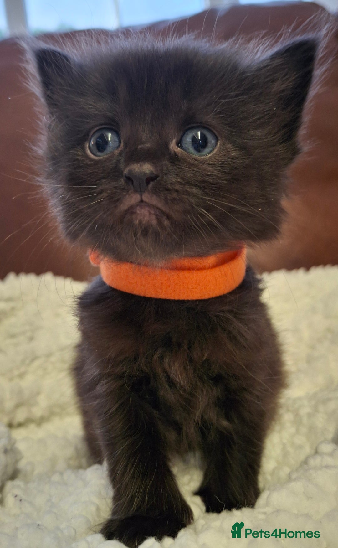 Ragdoll cats for sale: Ragdoll x BSH kittens (individually priced) - Image 16