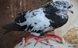 Pigeons birds for sale: Various pigeons  - Image 6