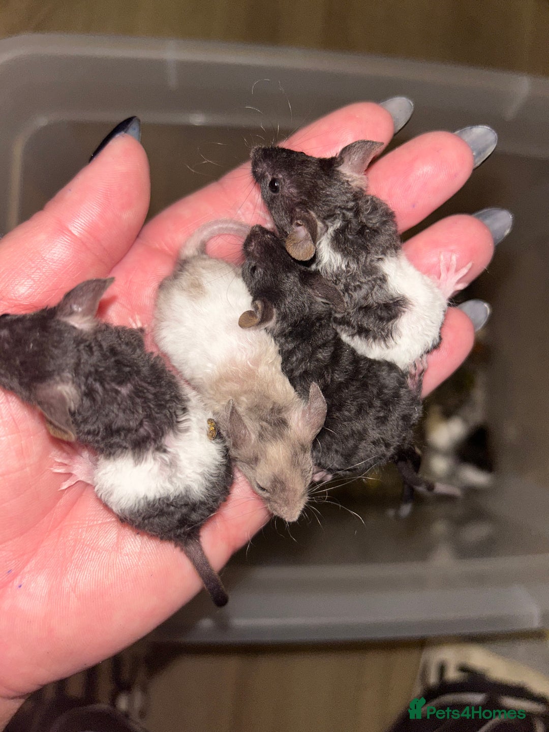 Mouse rodents for sale: Baby mice message to be added to waiting list   - Image 6