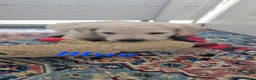 Double Doodle dogs for sale: Double Doodle Puppies (Hypoallergenic) - Advert 11