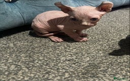Sphynx cats for sale: Sphynx kittens for sale  - Image 23