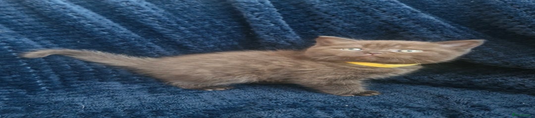 British Shorthair Kitten 1