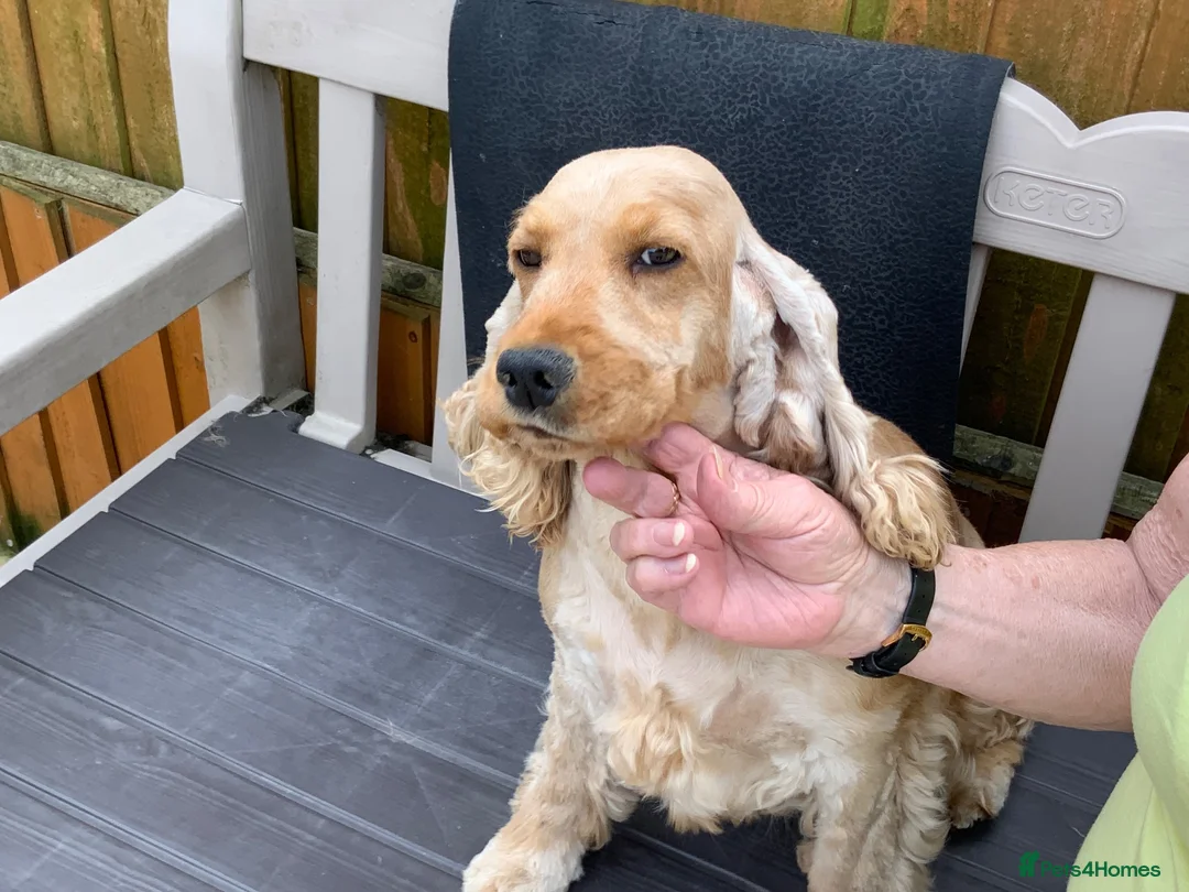 Cocker Spaniel dogs for sale: Golden Cocker Spaniel puppy - Advert 2