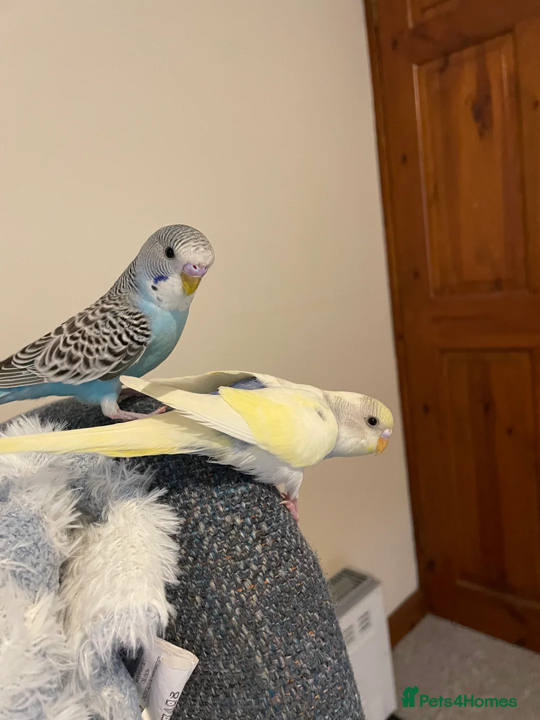 Budgerigars birds for sale: Baby Male (blue) and female (yellow) budgies - Advert 4