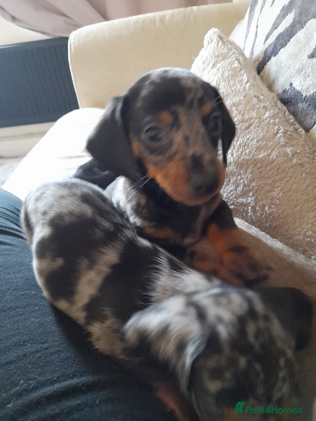 Miniature Dachshund dogs for sale: Miniature dachshund puppies  - Advert 5