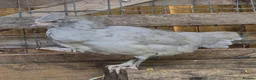 Chickens poultry for sale: Lavender Araucana's, Silkies, Coloured Egg layers - Advert 4