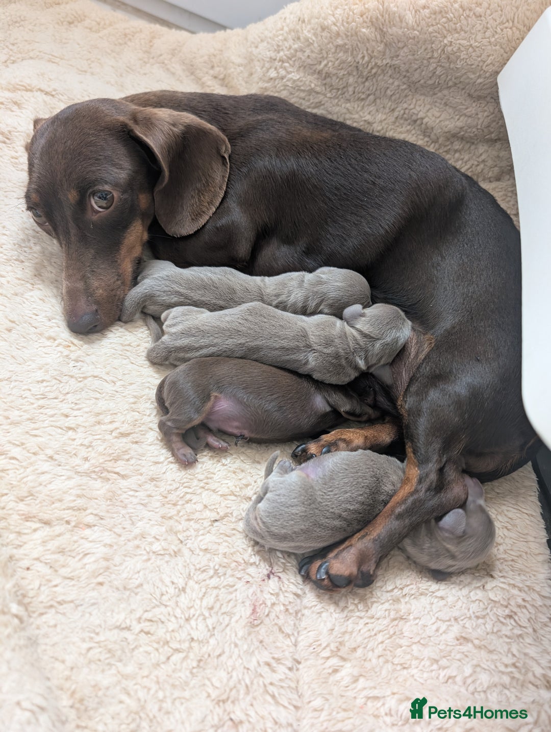Miniature Dachshund dogs for sale: Miniature dachshund boys - Image 4