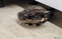 Maine Coon cats for sale: Main coon calico kittens - Image 5