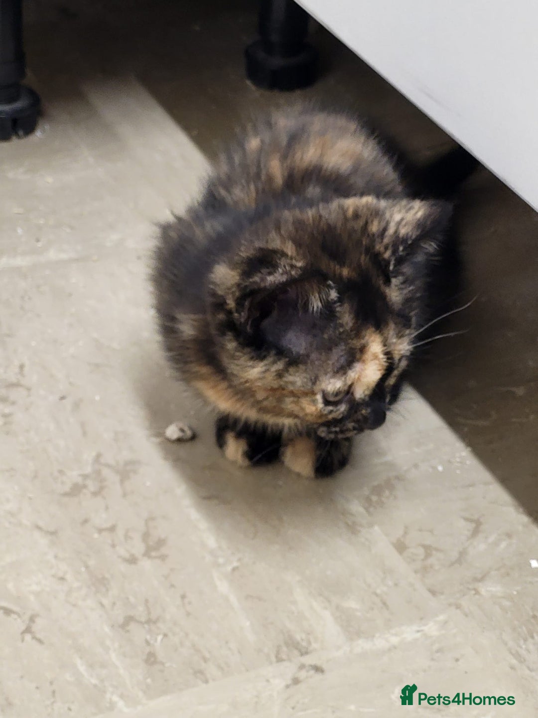 Maine Coon cats for sale: Main coon calico kittens - Image 5
