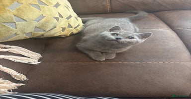British Shorthair cats - Advert 5