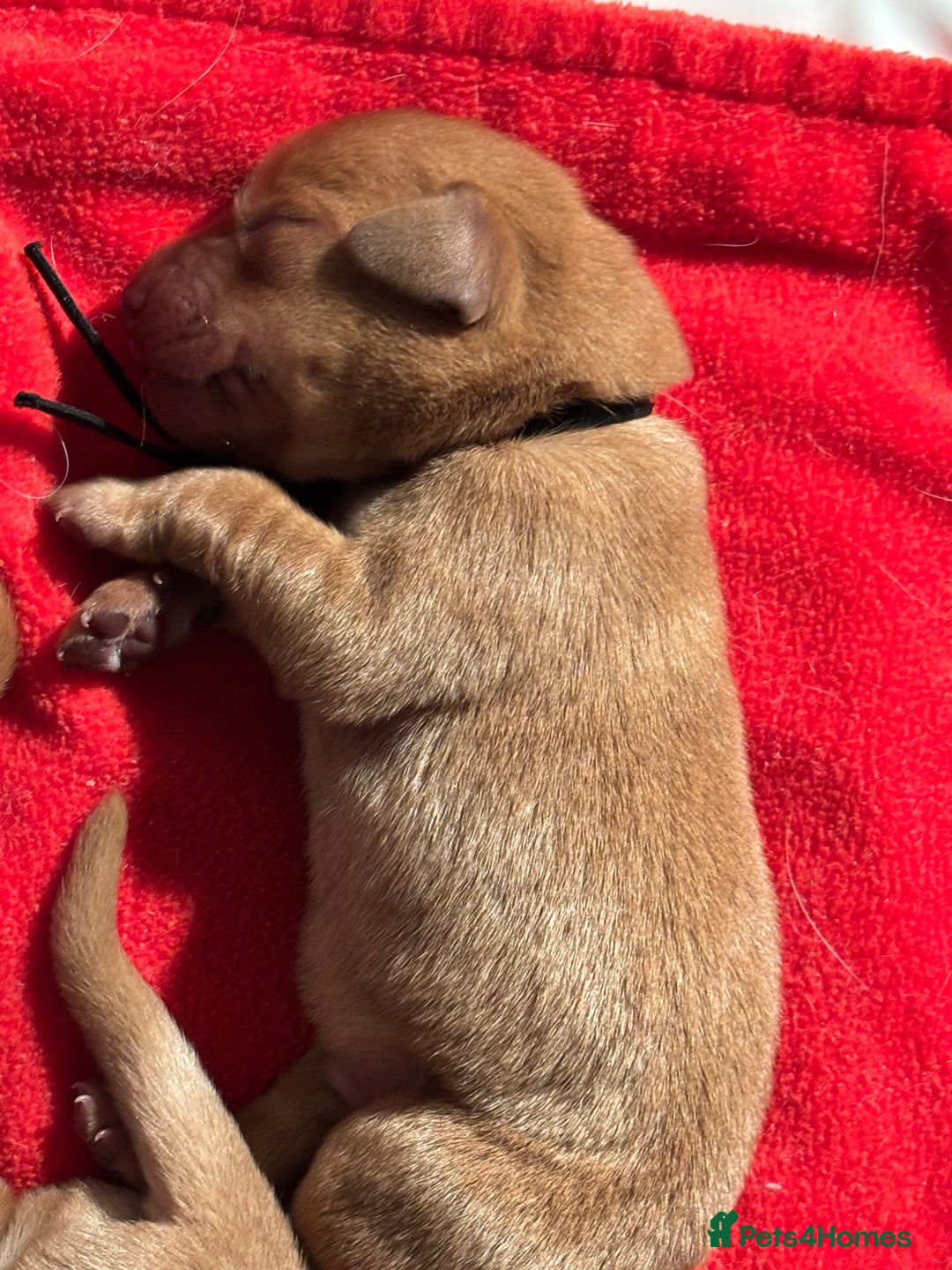 Labrador Retriever dogs for sale: Extensively Health tested Red fox Labradors 🧡 - Advert 20