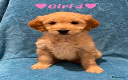 Goldendoodle dogs for sale: F1B Goldendoodles - Image 4