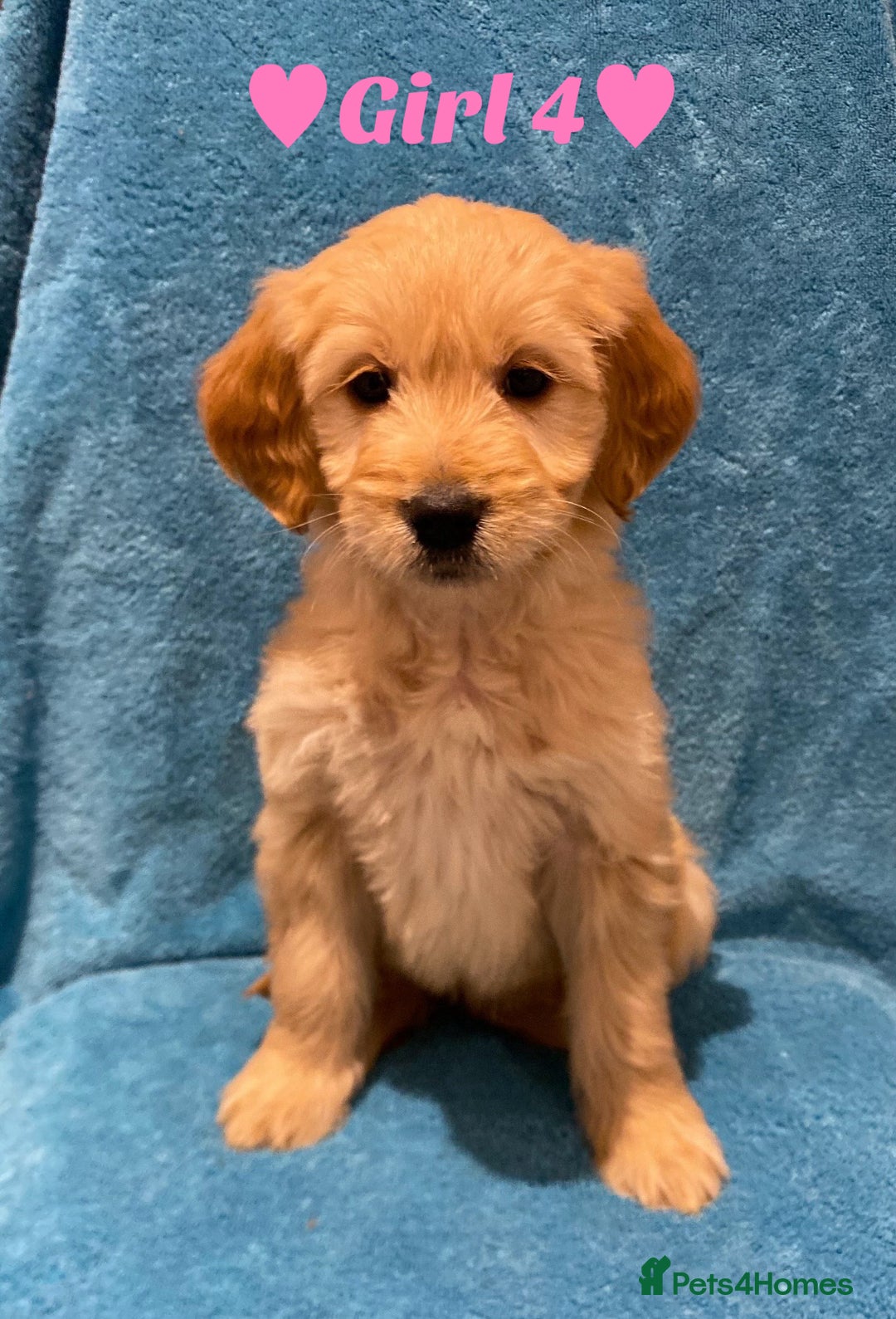 Goldendoodle dogs for sale: F1B Goldendoodles - Image 4